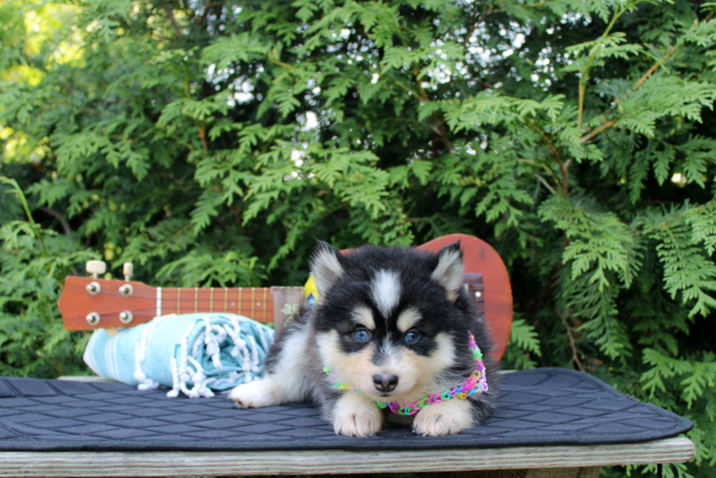 puppy, for, sale, Pomsky, Matthew B. Stoltzfus, dog, breeder, Gap, PA, dog-breeder, puppy-for-sale, forsale, nearby, find, puppyfind, locator, puppylocator, aca